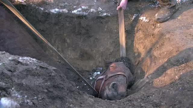 Operatiune dramatica de salvare cu final fericit. Un cal inhamat la caruta a cazut intr-o groapa