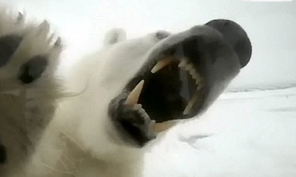 S-a pus in pielea pradei: Un cameraman a vrut sa afle cum este sa fii devorat de un urs polar. A filmat scene incredibile! VIDEO