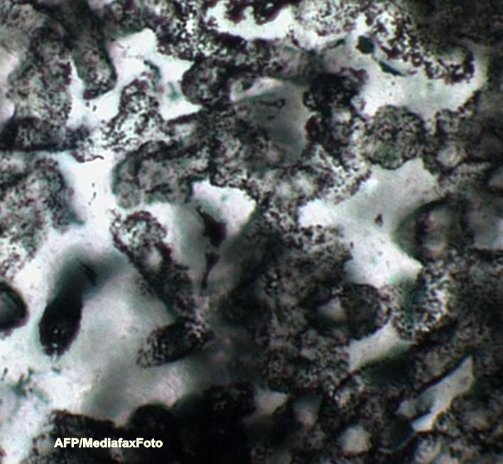 Descoperire impresionanta in Australia. Fosile vechi de 3,5 miliarde de ani, dinaintea omenirii