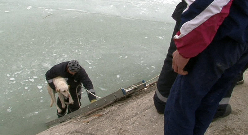 Un caine ramas pe o bucata de gheata in albia raului Ialomita, salvat de pompierii din Targoviste