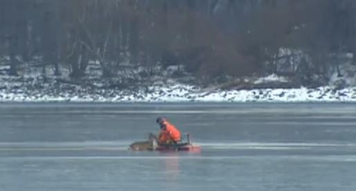 Operatiune de salvare cu final tragic. O caprioara scoasa dintr-un lac inghetat a fost eutanasiata