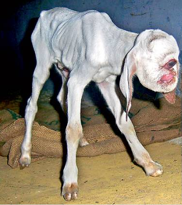 O tara de peste 1 miliard de oameni, ingrozita. Creatura care a venit pe lume intr-un sat din India