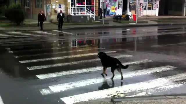 Maidanezii din Bucuresti, un exemplu pentru pietonii care nu vor sa respecte nicio regula