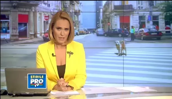 Maidanezii din Bucuresti, un exemplu pentru pietonii care nu vor sa respecte nicio regula