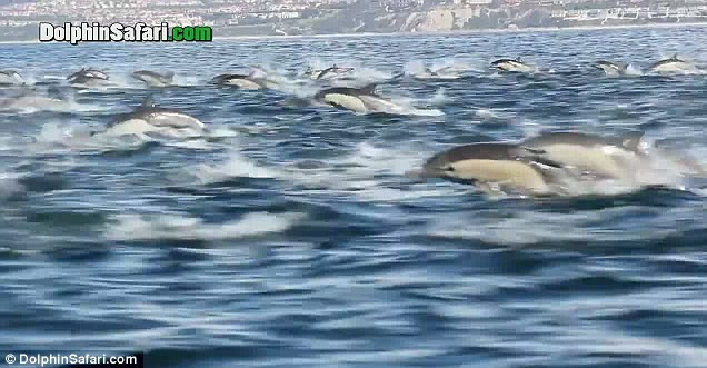 270.000 de vizualizari in patru zile. Sute de delfini filmati in sudul Californiei. VIDEO