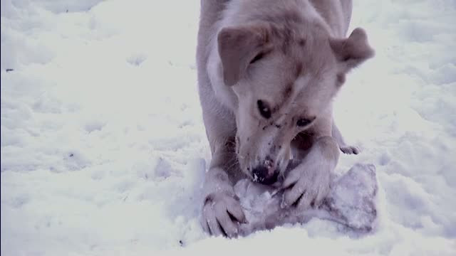 Taxa pe caine, un pas inapoi! Ce veste buna ar putea primi iubitorii de animale din Timisoara