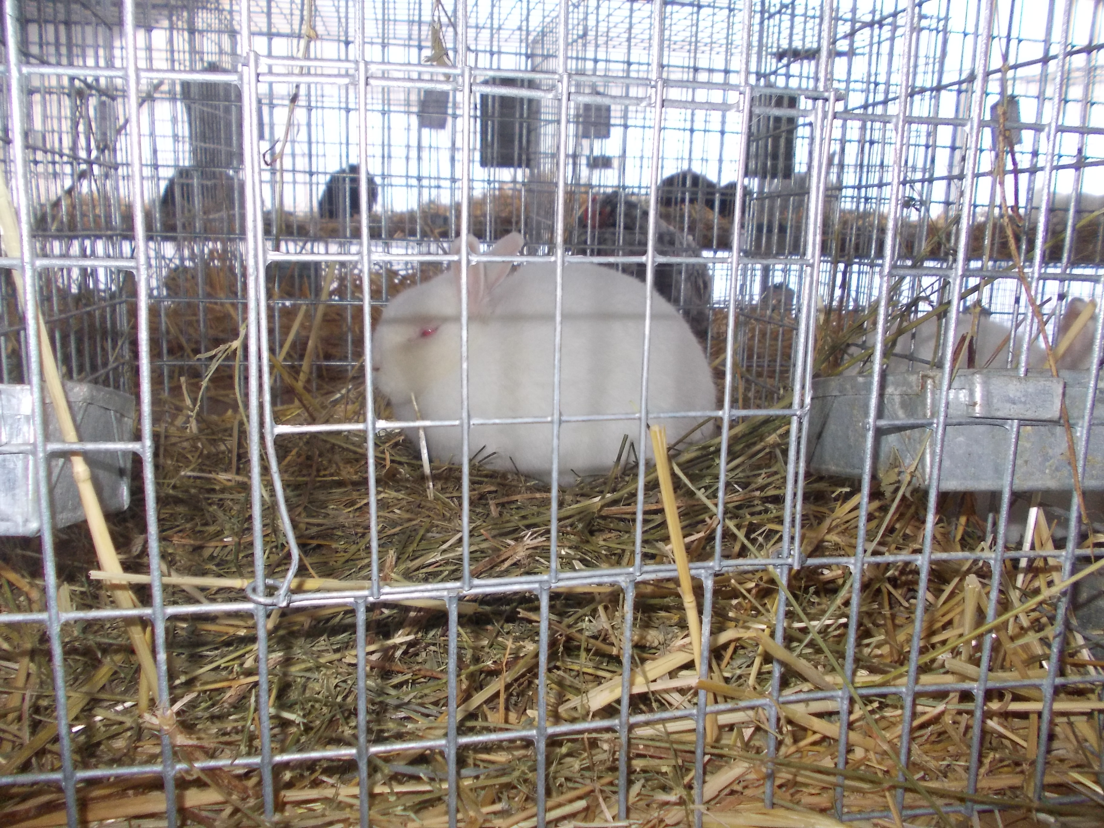 “Marele Alb”,“Neozeelandezul Alb” si “Albastrul Vienez” au ajuns in Banat. Afla unde ii poti intalni