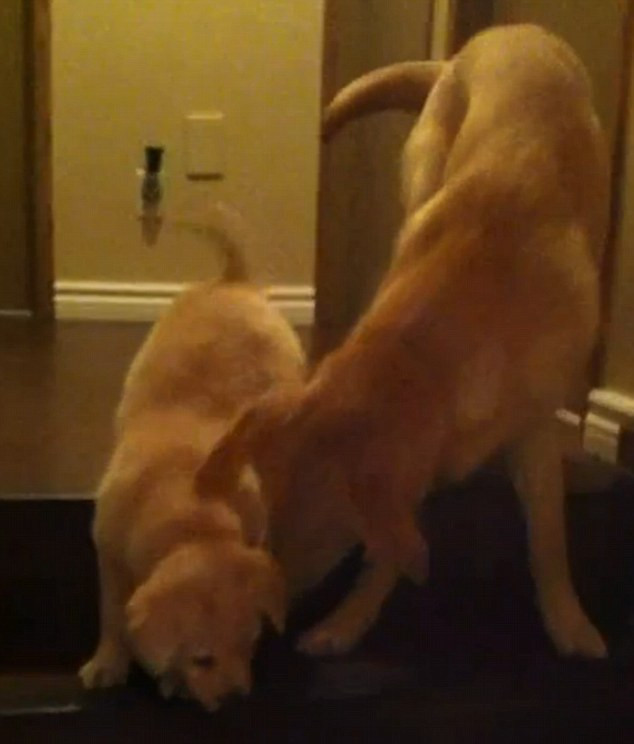 Absolut adorabil. Un pui de opt saptamani invata sa coboare scarile de la un catel mai mare. VIDEO