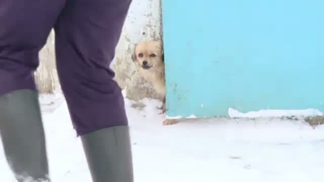 Intamplare socanta in Iasi. Un barbat recent eliberat din inchisoare a omorat in chinuri trei caini