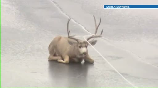 A fugit de un pradator, dar a ajuns intr-o situatie mai grava. Un cerb, salvat de pe un lac inghetat