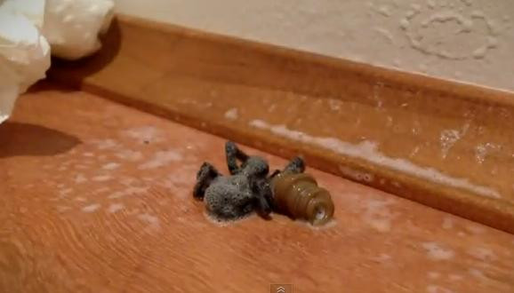 VIDEO. A vazut un paianjen in casa si l-a omorat. Continuarea este ca in filmele de groaza