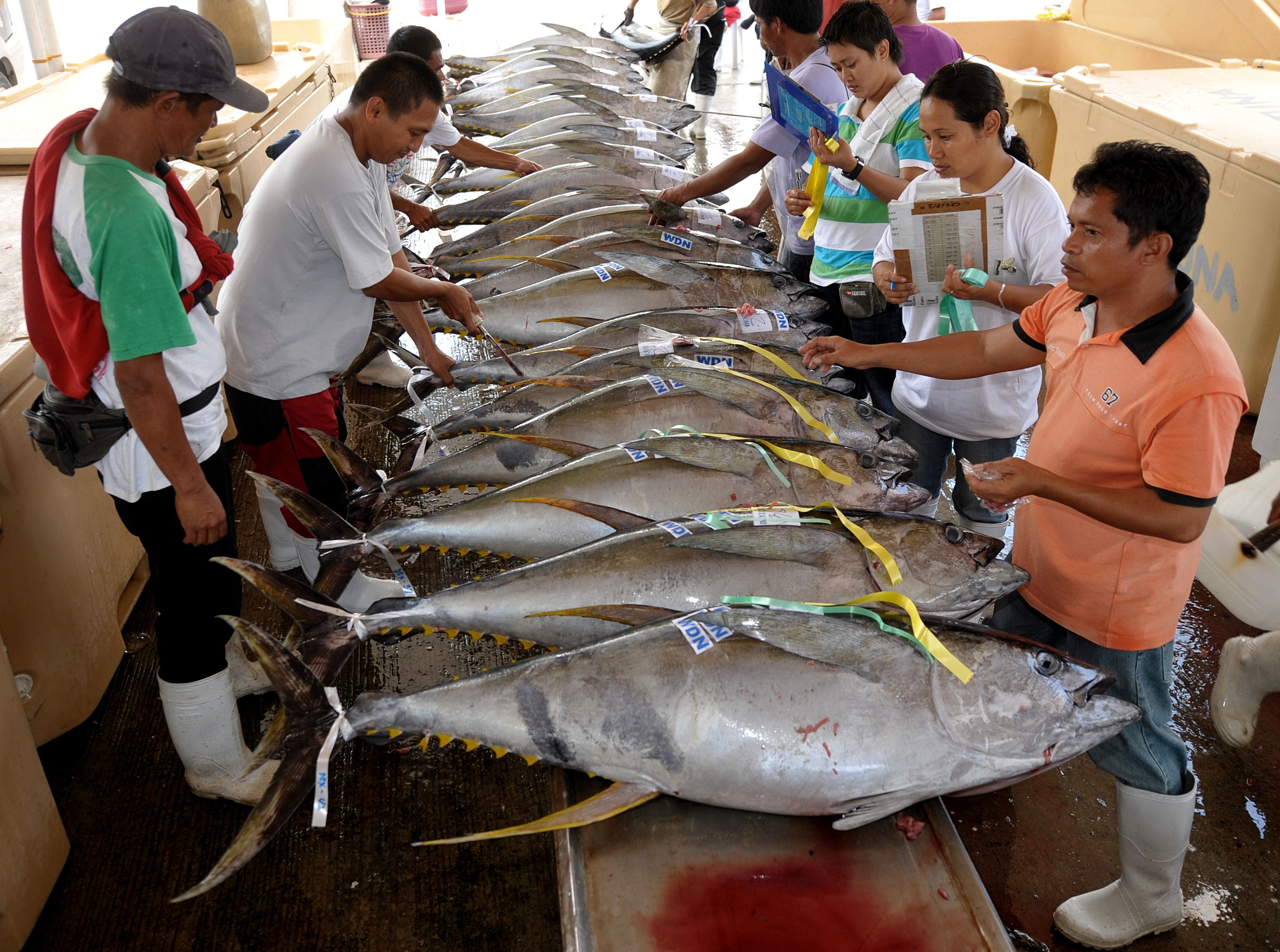 Medicii il recomanda, dar cat e de sanatos in realitate? "84% din pesti contin prea mult mercur"