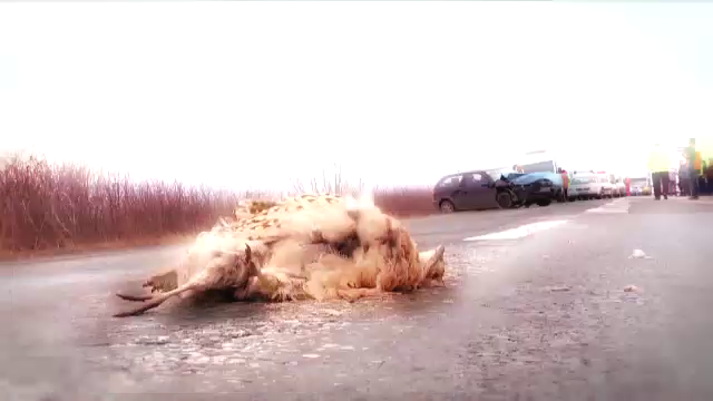 Accident de circulatie grav, produs din cauza unui fazan. Cinci oameni au fost raniti