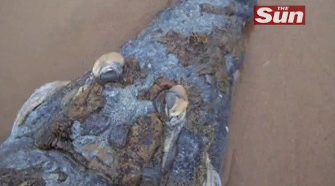 Batalia monstrilor pe o plaja din Africa de Sud. Crocodil gigant, devorat de un rechin alb. VIDEO