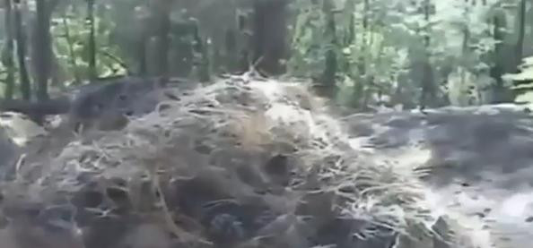 Doi cercetatori sustin ca au gasit casa lui BigFoot intr-o padure din Arizona. VIDEO