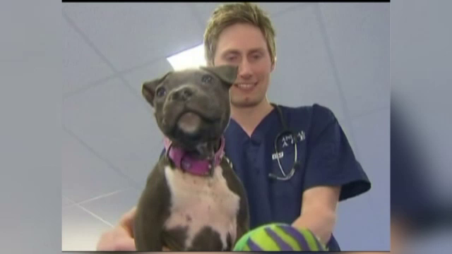 O perfuzie cu votca i-a salvat viata unei cateluse din Australia care a fost intoxicata cu antigel