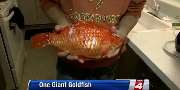 Captura vietii pentru un pescar din SUA. "Pescuiesc de 20 de ani, insa asa ceva nu am mai prins"