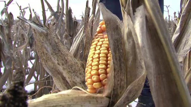 Fenomen ciudat pentru luna ianuarie. Fermierii din Alba recolteaza porumbul