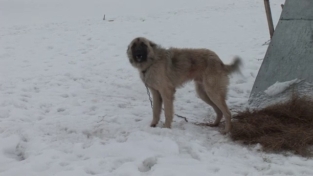 Caz socant in Botosani: copil de 7 ani sfasiat de 5 caini. Stapanul este cercetat penal