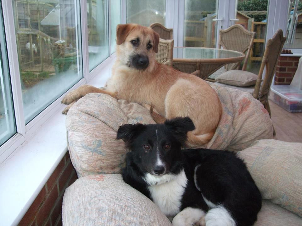 Oameni cu suflet din Marea Britanie, Germania sau Olanda adopta cainii fara adapost din Timisoara