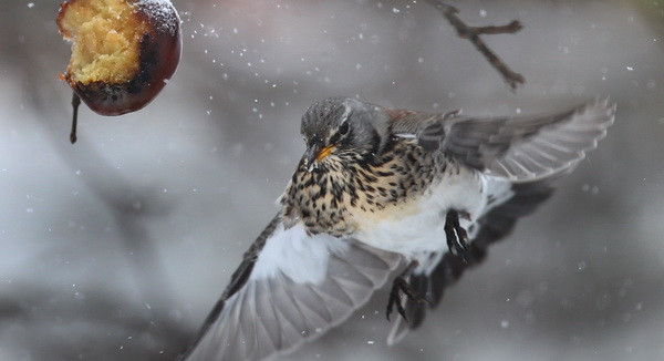 Lovitura primita de Apple la 18 luni de la plecarea lui Jobs.Nu s-a mai intamplat asa ceva de 10 ani