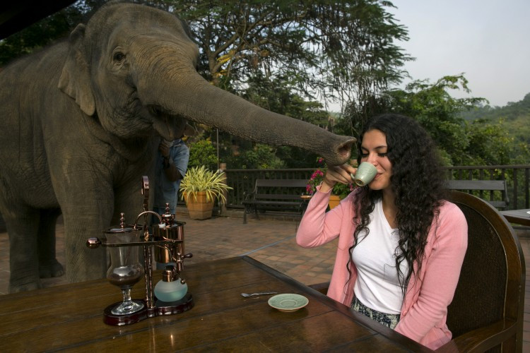 'O ceasca de cafea din intestinul unui elefant costa 50 de dolari': Uite care este cea mai cautata cafea din lume la aceasta ora: