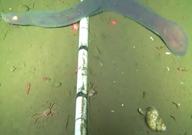 Ce a gasit un pusti din Ucraina pe fundul oceanului. Cercetatori: "Imaginile sunt unice". VIDEO