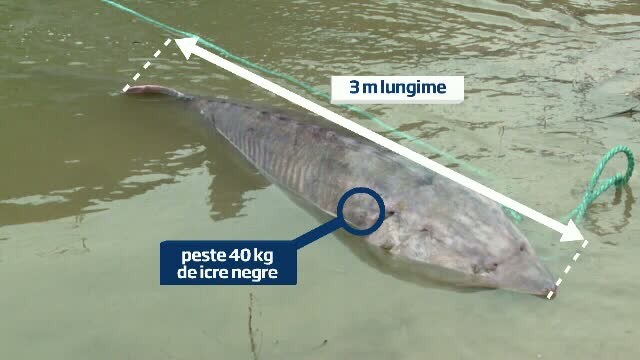 Captura de zile mari pentru doi braconieri: un morun de 250 kg. Pestele valoreaza cat o masina noua