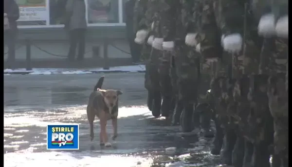 Unirea e in sufletele tuturor. Un biet catel a oferit astazi o lectie incredibila de istorie la Bistrita