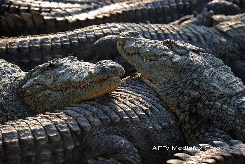 Anunt socant, dupa ce 15.000 de crocodili au scapat dintr-o ferma. "Ar putea fi in casele voastre"