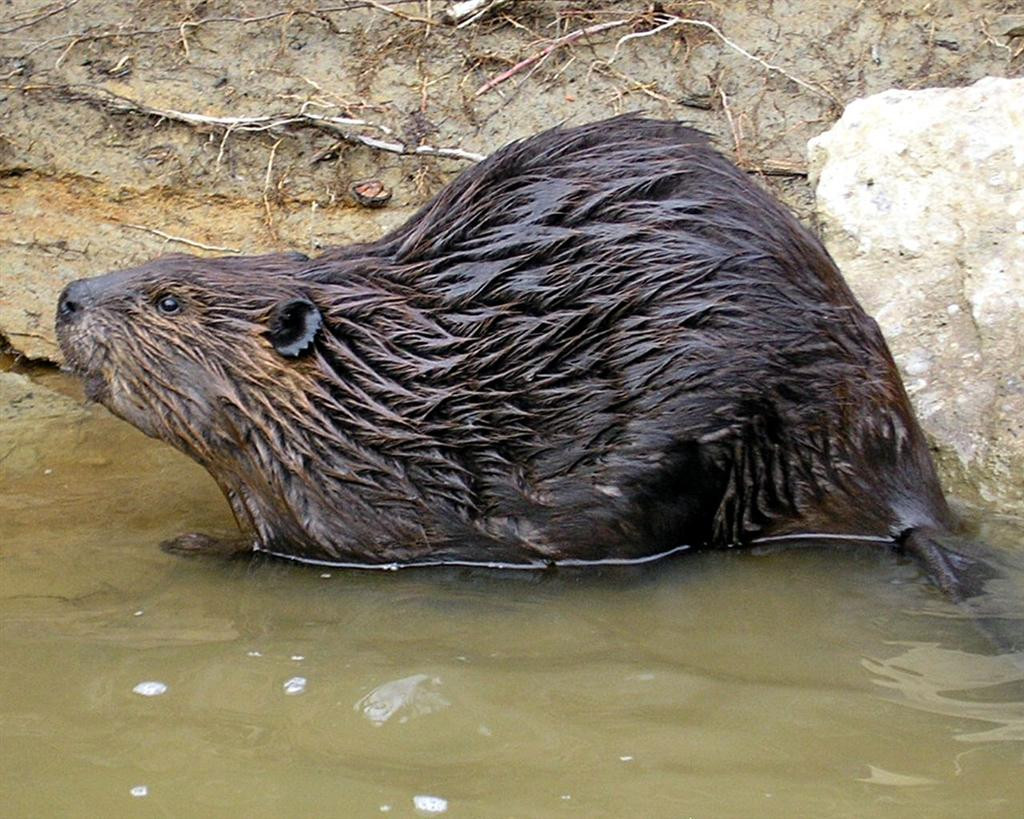 Dupa aproape doua secole, castorii isi recastiga teritoriile din albia Muresului
