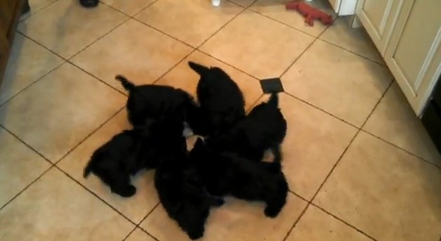 "Rotita scotiana" - clipul adorabil, care te face sa zambesti garantat. VIDEO