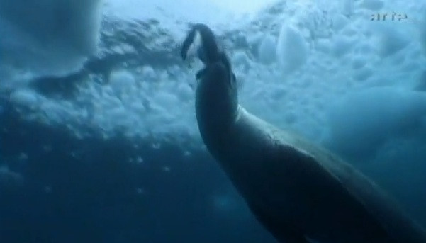 VIDEO. Cum arata pinguinul mutant "blond", descoperit in Antarctica