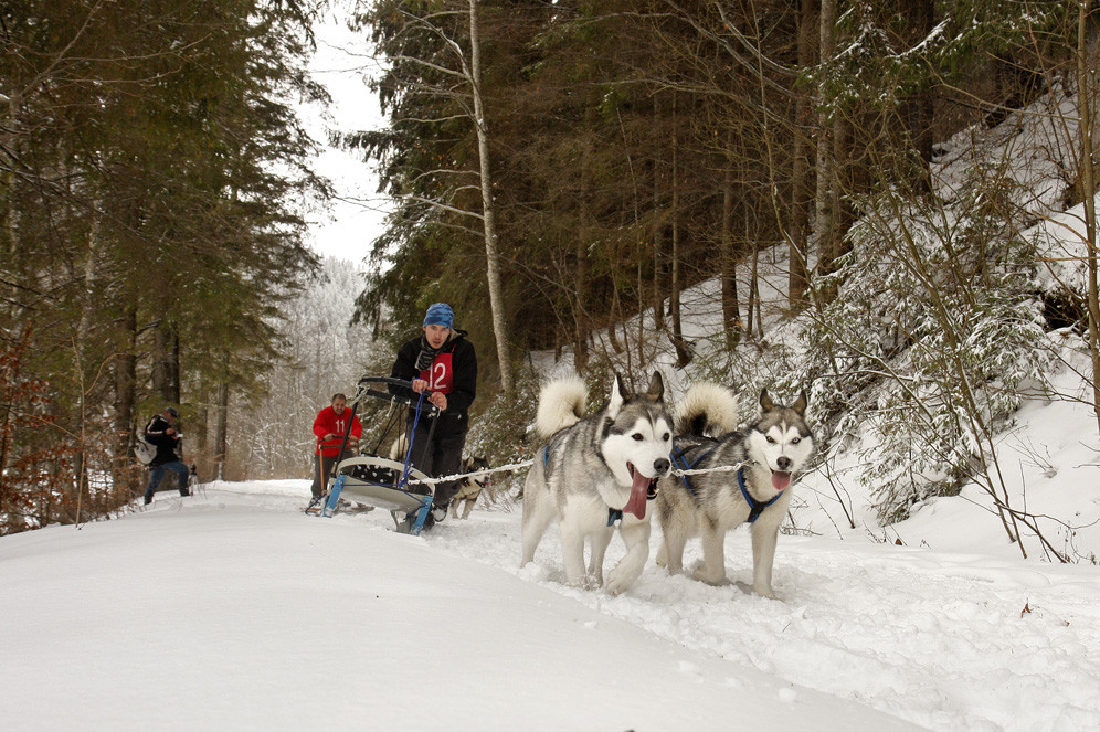 Alaska a ajuns in Romania. Un sport de iarna celebru in tarile nordice prinde teren in tara noastra