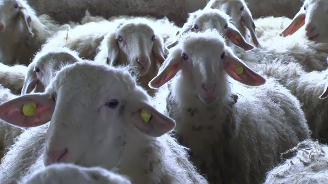 Alungati de somaj, romanii s-au intors din Spania cu bani si idei. Cate oi cumperi cu 150.000 EUR