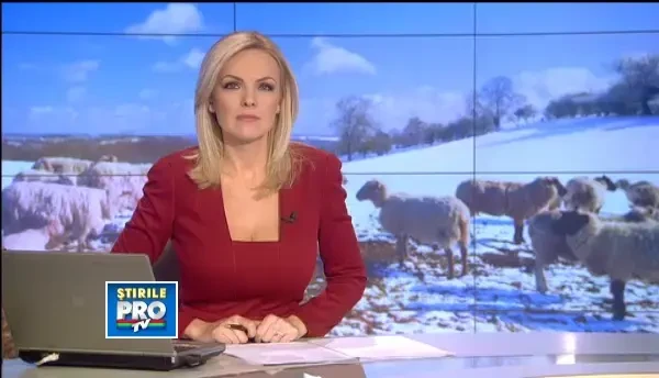 Alungati de somaj, romanii s-au intors din Spania cu bani si idei. Cate oi cumperi cu 150.000 EUR