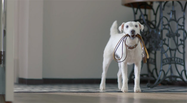 SuperBowl 2013 se apropie: Primele reclame: Volkswagen isi imagineaza caini in loc de masini :) VIDEO