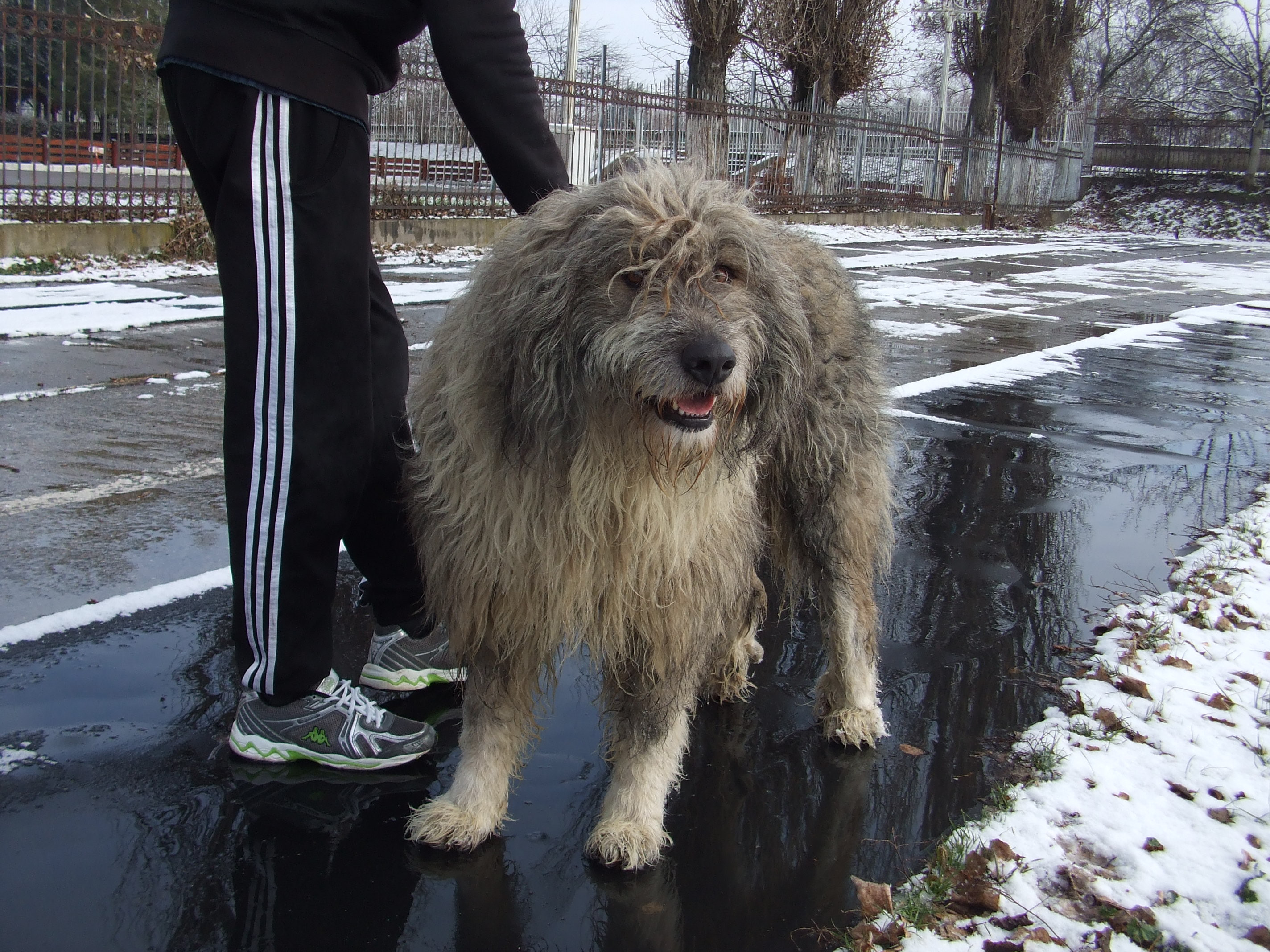 Povestea emotionanta a cainelui care nu paraseste curtea Colegiului “Moise Nicoara” din Arad