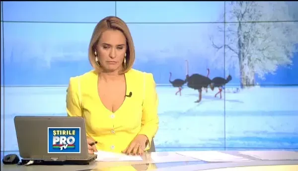 Caz socant la Zoo Ploiesti. Un strut s-a izbit cu capul de pereti pana a murit, stresat de vanatori