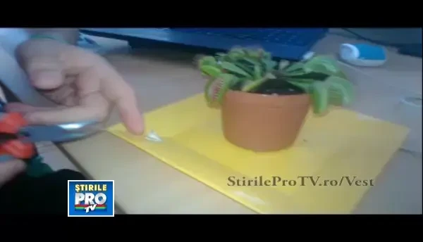 O planta carnivora isi povesteste “experienta de viata” pe o retea de socializare. Afla povestea ei