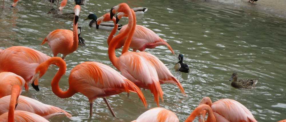 Se construieste in Bucuresti: Gradina Zoologica se transforma in BioParc, dupa modelul olandez