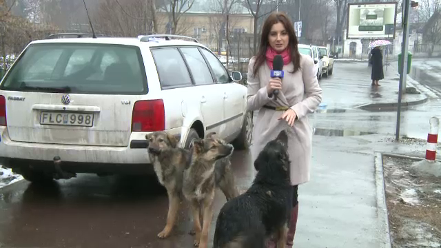 Capitala cu 1 maidanez la fiecare 40 de oameni. Numarul persoanelor muscate a crescut cu 30%