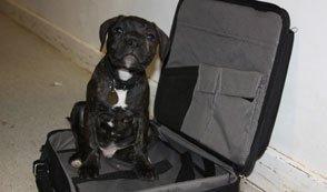 caine geanta laptop