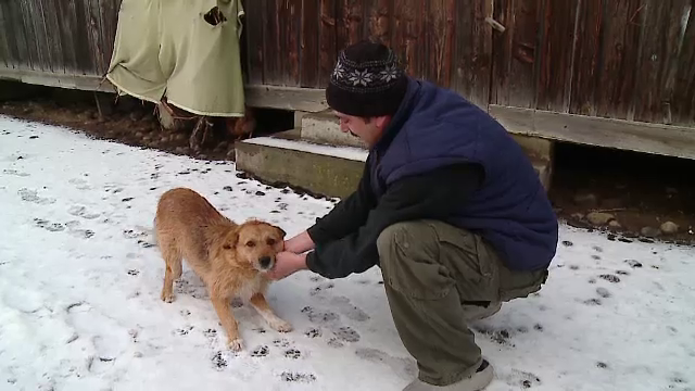 Rex, catelul care isi astepta zilnic la magazin stapanul mort, adoptat de o familie din vecini