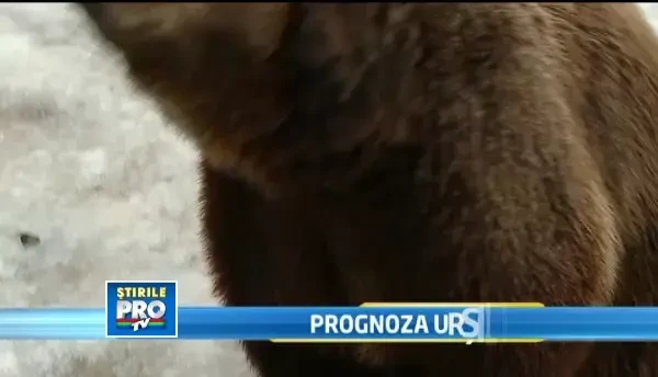 Ursii bruni sunt cei mai priceputi meteorologi. Nu au gresit niciodata prognoza