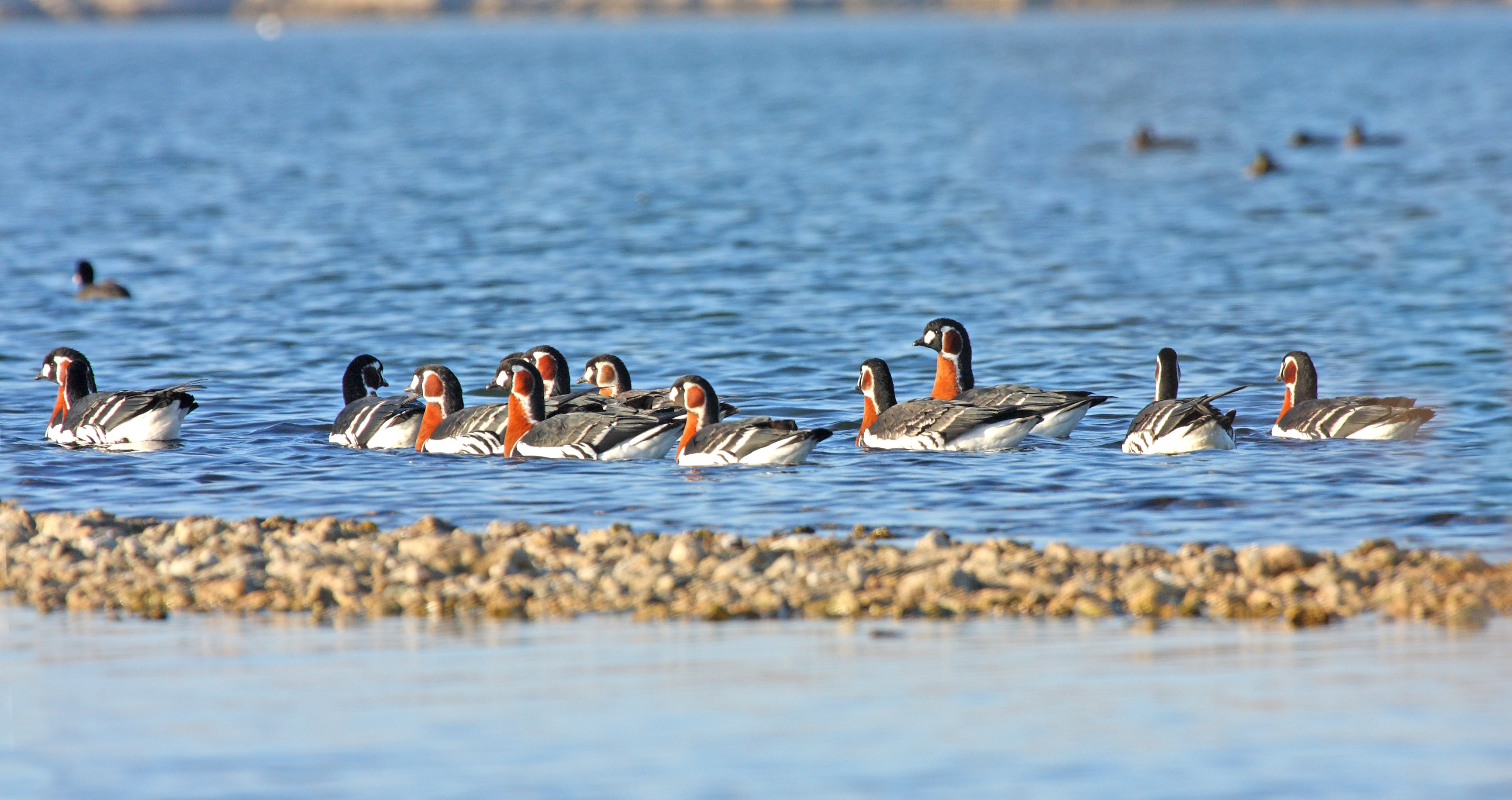 Ornitologii, uimiti. "Gasca faraonilor", aflata in pericol de disparitie, ierneaza in Romania
