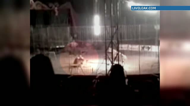 Imagini socante. La un circ din Mexic un tanar dresor a pierit sfasiat de coltii tigrului