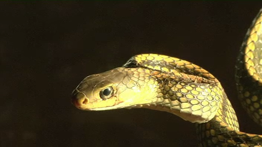 Cum arata viata "regelui serpilor" din China. Traieste printre cele mai veninoase reptile din lume