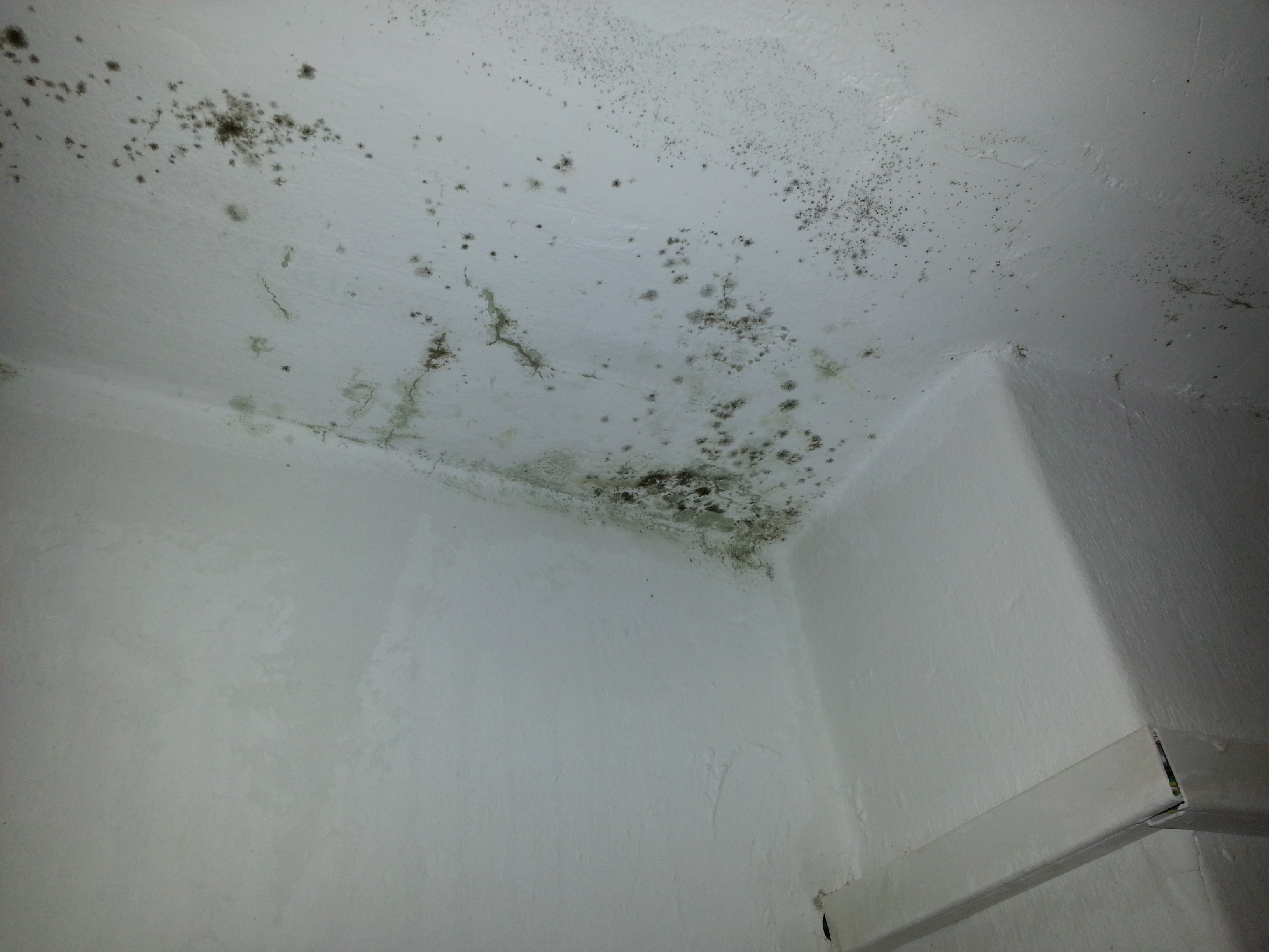 Studentii invata in igrasie si mucegai. “Nimeni nu face nimic si nimanui nu-i pasa”