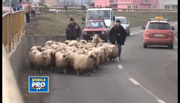 Un cioban si-a scos turma de mioare la plimbare pe strazile din Bistrita